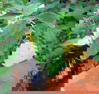 Australian Butterfly Sanctuary- Virtual Interactive Tour With Private Guide - Restaurant Darwin