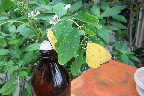 Australian Butterfly Sanctuary- Virtual Interactive Tour With Private Guide - Restaurant Darwin 0