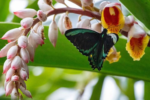 Australian Butterfly Sanctuary- Virtual Interactive Tour With Private Guide - Restaurant Darwin 2