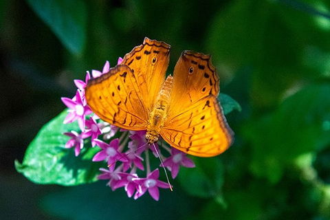 Australian Butterfly Sanctuary- Virtual Interactive Tour With Private Guide - Restaurant Darwin 3
