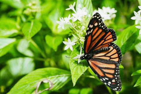 Australian Butterfly Sanctuary- Virtual Interactive Tour With Private Guide - Restaurant Darwin 4