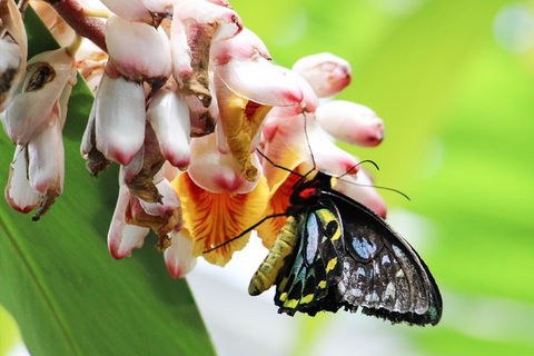 Australian Butterfly Sanctuary- Virtual Interactive Tour With Private Guide - Restaurant Darwin 5