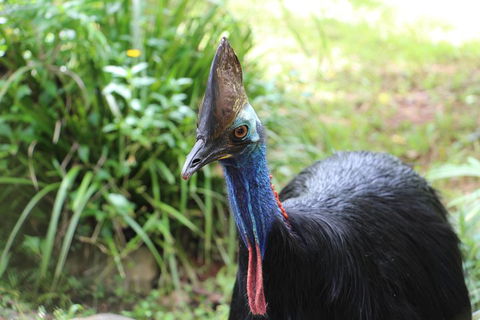 Kuranda Rainforestation Nature Park Ticket (BNP) - Restaurant Darwin 3