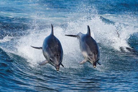 Full-Day Bruny Island Cruises Day Tour From Hobart - Restaurant Darwin 5