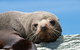 Kangaroo Island 75-Minute Ocean Safari - thumb 1
