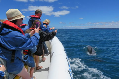 Kangaroo Island 75-Minute Ocean Safari - Restaurant Darwin 3