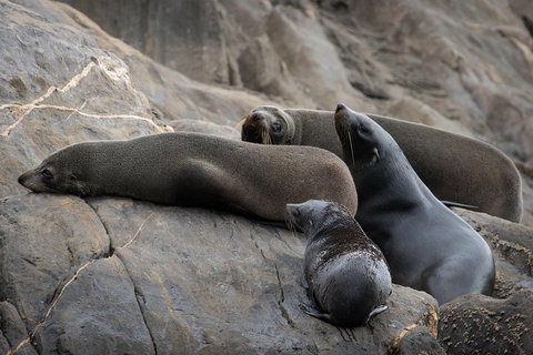 Kangaroo Island Ocean Safari - Snorkeling Safari - Restaurant Darwin 0