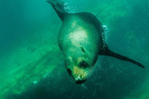 Kangaroo Island Ocean Safari - Snorkeling Safari - Restaurant Darwin 1