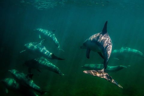 Kangaroo Island Ocean Safari - Snorkeling Safari - Restaurant Darwin 2