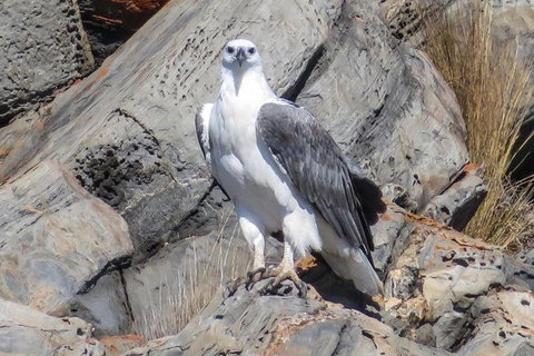 Kangaroo Island Ocean Safari - Snorkeling Safari - Restaurant Darwin 4