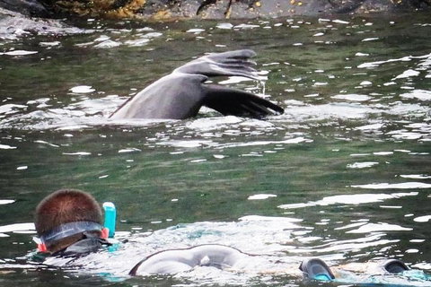 Kangaroo Island Ocean Safari - Snorkeling Safari - Restaurant Darwin 5