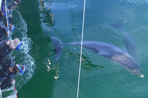 Dolphin Cruise From Adelaide With Optional Dolphin Swim - Restaurant Darwin 0