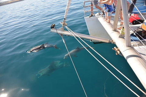 Dolphin Cruise From Adelaide With Optional Dolphin Swim - Restaurant Darwin 1