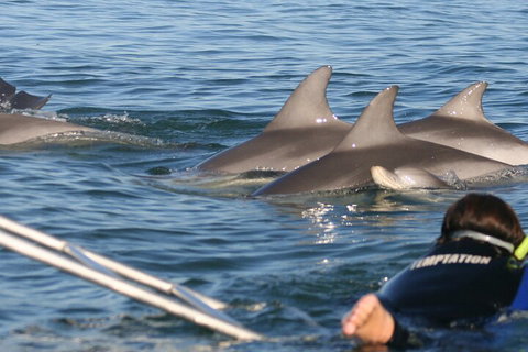 Dolphin Cruise From Adelaide With Optional Dolphin Swim - Restaurant Darwin 2