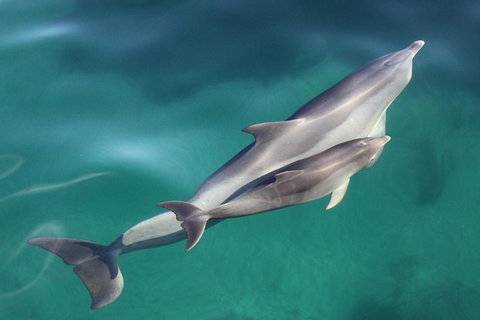 Dolphin Cruise From Adelaide With Optional Dolphin Swim - Restaurant Darwin 4