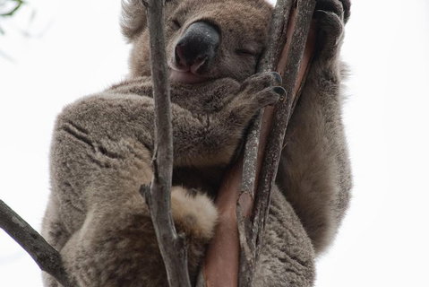 2-Day Kangaroo Island 4WD Small-Group Tour From Adelaide - Restaurant Darwin 0