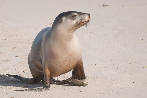 2-Day Kangaroo Island 4WD Small-Group Tour From Adelaide - Restaurant Darwin 4