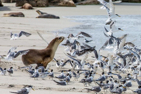 Full-Day Kangaroo Island Experience Departing From Kangaroo Island - Restaurant Darwin 1