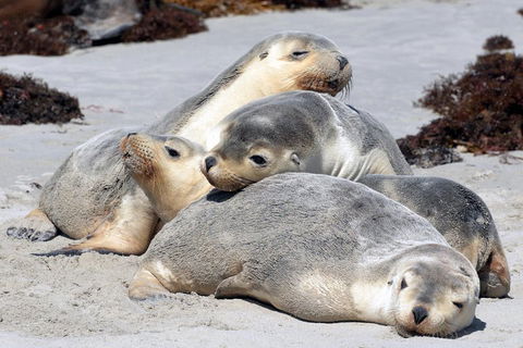 Small-Group Kangaroo Island 4WD Tour From Adelaide - Restaurant Darwin 1