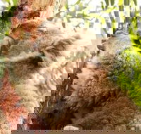 Small-Group Phillip Island Day Trip from Melbourne - Restaurant Darwin