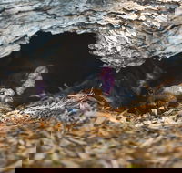 Private Tour Phillip Island Penguin Parade and Moonlit Sanctuary Conservation Park from Melbourne - Restaurant Darwin