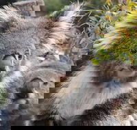 Kuranda Koala Gardens and Birdworld Admission Tickets - Restaurant Darwin