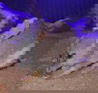 Kuranda Wildlife Experience Three Attraction Pass - Restaurant Darwin