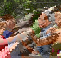 Kuranda Koala Gardens General Entry Ticket - Restaurant Darwin