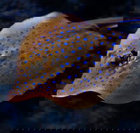 Cairns Aquarium Tour by Twilight with Drink and Appetiser - Restaurant Darwin