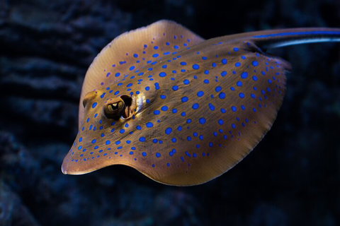 Cairns Aquarium Tour By Twilight With Drink And Appetiser - Restaurant Darwin 0