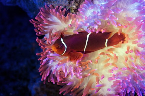 Cairns Aquarium Tour By Twilight With Drink And Appetiser - Restaurant Darwin 5