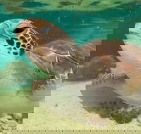 Cairns Aquarium Marine Life Encounter Ticket with 2-Course Lunch - Restaurant Darwin