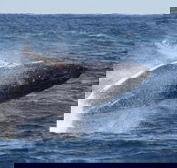 Whale Watching by Sea World Cruises - Restaurant Darwin