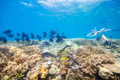 Outer Reef Pontoon Experience From Cairns - Restaurant Darwin 4
