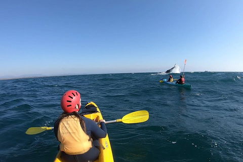 Kayaking With Dolphins In Byron Bay Guided Tour - Restaurant Darwin 3