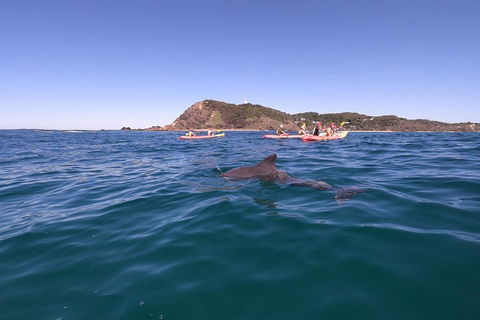 Kayaking With Dolphins In Byron Bay Guided Tour - Restaurant Darwin 5
