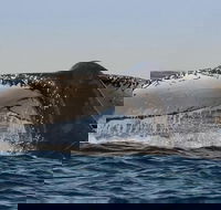 Sydney Whale-Watching Cruise Including Lunch or Breakfast - Restaurant Darwin