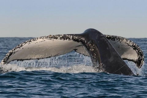 Sydney Whale-Watching Cruise Including Lunch Or Breakfast - Restaurant Darwin 0