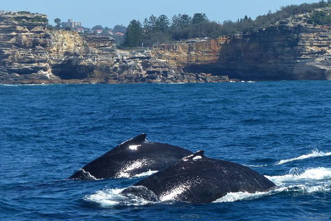 Sydney Whale-Watching Cruise Including Lunch Or Breakfast - Restaurant Darwin 2
