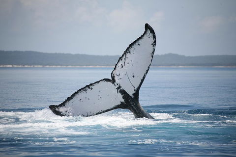 Hervey Bay Whale Watching Cruise - Restaurant Darwin 0