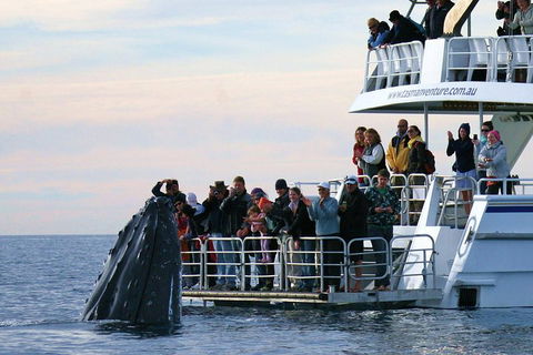 Hervey Bay Whale Watching Cruise - Restaurant Darwin 1