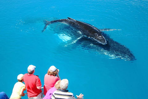 Hervey Bay Whale Watching Cruise - Restaurant Darwin 2