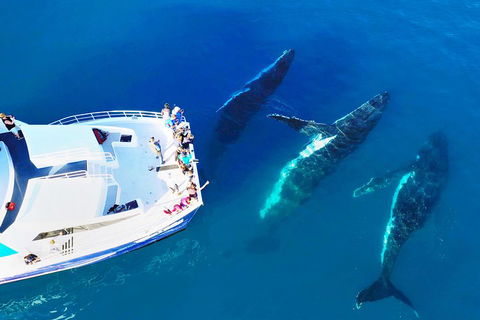 Hervey Bay Whale Watching Cruise - Restaurant Darwin 3