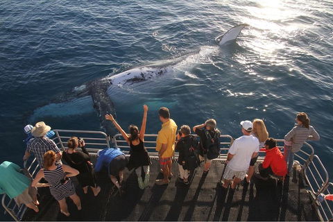 Hervey Bay Whale Watching Cruise - Restaurant Darwin 4