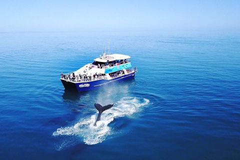Hervey Bay Whale Watching Cruise - Restaurant Darwin 5