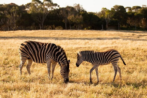 Sunset Safari At Werribee Open Range Zoo - Restaurant Darwin 3