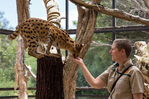 African Cat Encounter At Werribee Open Range Zoo - Restaurant Darwin 2