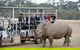 Off-Road Safari At Werribee Open Range Zoo - thumb 0