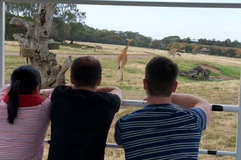 Off-Road Safari At Werribee Open Range Zoo - Restaurant Darwin 4
