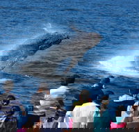 Tangalooma Island Resort Whale Watching Day Cruise - Restaurant Darwin